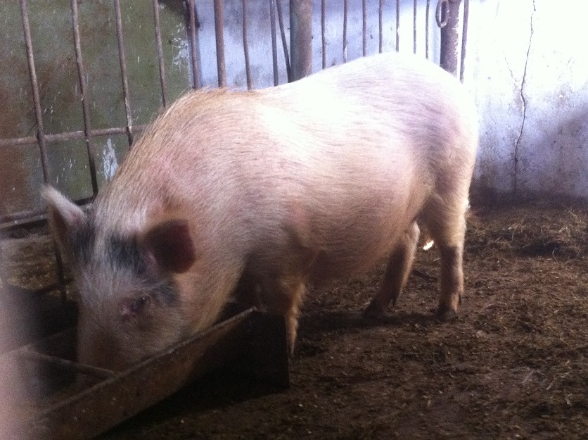 Vand porci vietnamezi fara colesterol - Pret | Preturi Vand porci vietnamezi fara colesterol