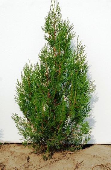 Vand tuia(thuja) orientalis (biota) pentru garduri vii - Pret | Preturi Vand tuia(thuja) orientalis (biota) pentru garduri vii