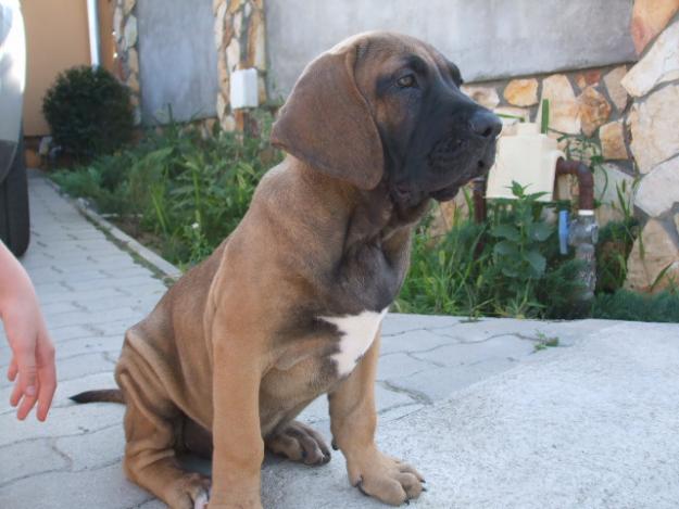 Fila brasileiro kölykök eladók! - Pret | Preturi Fila brasileiro kölykök eladók!