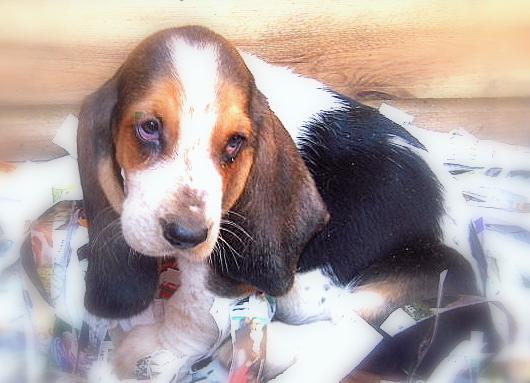 Vand pui basset hound - Pret | Preturi Vand pui basset hound