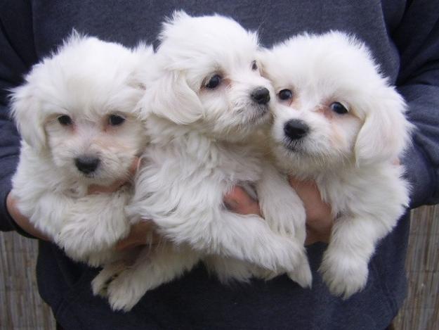 BICHON MALTESE DE VANZARE.OFERTA DE CRACIUN - Pret | Preturi BICHON MALTESE DE VANZARE.OFERTA DE CRACIUN