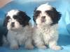 vand catelusi SHIH-TZU - Pret | Preturi vand catelusi SHIH-TZU