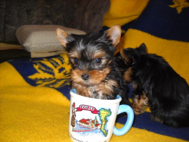 yorkshire terrier - Pret | Preturi yorkshire terrier