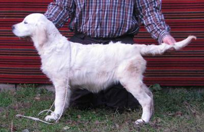 pui golden retriever cu pedigree - Pret | Preturi pui golden retriever cu pedigree