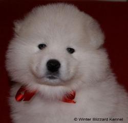 Pui samoyed calitate show - Pret | Preturi Pui samoyed calitate show