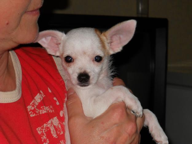 OFERTA!Chihuahua de vanzare, baietel - Pret | Preturi OFERTA!Chihuahua de vanzare, baietel