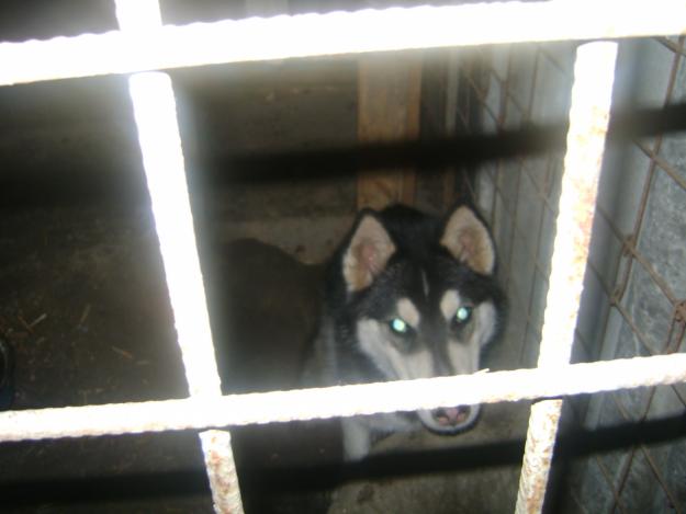 Husky femela si mascul - Pret | Preturi Husky femela si mascul