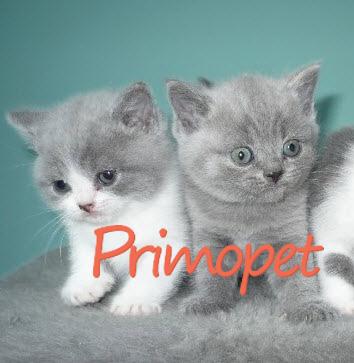  - Pret | Preturi 