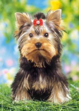 Puzzle Castorland 80 mini Catelus cu fundita - Pret | Preturi Puzzle Castorland 80 mini Catelus cu fundita