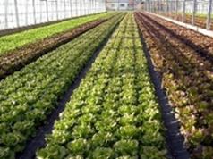 Folie AGROTEXTIL la cel mai bun pret 1,60 ron/mp - Pret | Preturi Folie AGROTEXTIL la cel mai bun pret 1,60 ron/mp