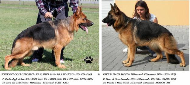 Pui ciobanesc german cu pedigree - Pret | Preturi Pui ciobanesc german cu pedigree