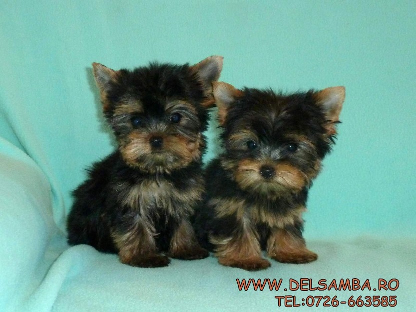 pui yorkshire terrier - Pret | Preturi pui yorkshire terrier