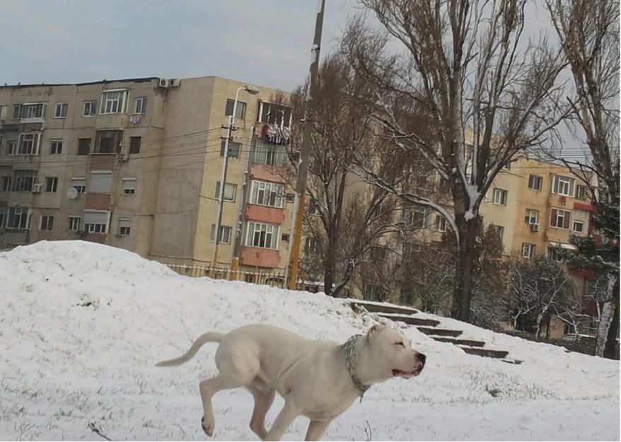 Vand mascul amstaff - Pret | Preturi Vand mascul amstaff