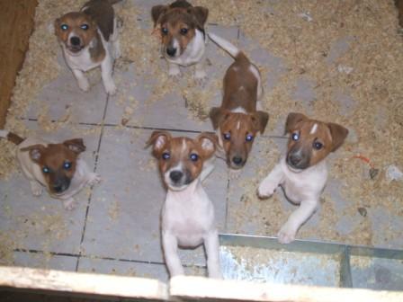 Vand pui jack russel terrier - Pret | Preturi Vand pui jack russel terrier