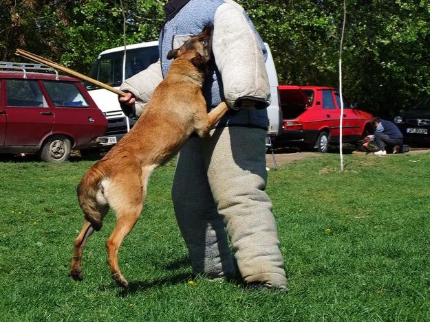 VAND PUII CIOBANESC BELGIAN (MALINOIS) LINI DE MUNCA 100% - Pret | Preturi VAND PUII CIOBANESC BELGIAN (MALINOIS) LINI DE MUNCA 100%