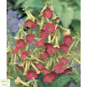 Nicotiana Tinkerbell - Pret | Preturi Nicotiana Tinkerbell