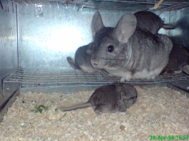 Vand microferma chinchilla - Pret | Preturi Vand microferma chinchilla