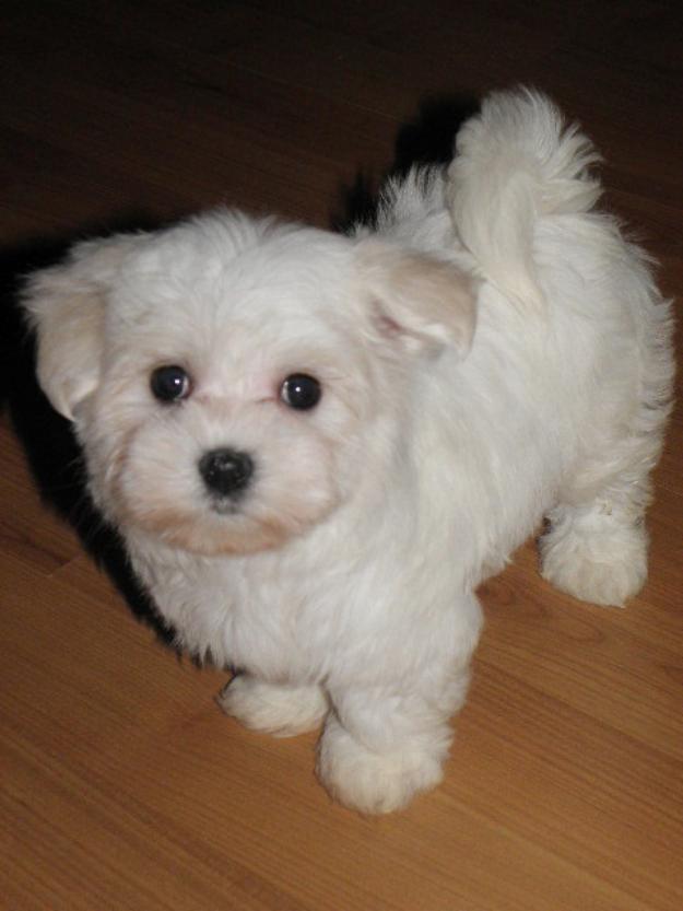 catelusi bichon talia cea mai mica(mini toy) - Pret | Preturi catelusi bichon talia cea mai mica(mini toy)