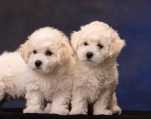 Bichon Frisse de Vanzare 0769408159 urgent - Pret | Preturi Bichon Frisse de Vanzare 0769408159 urgent