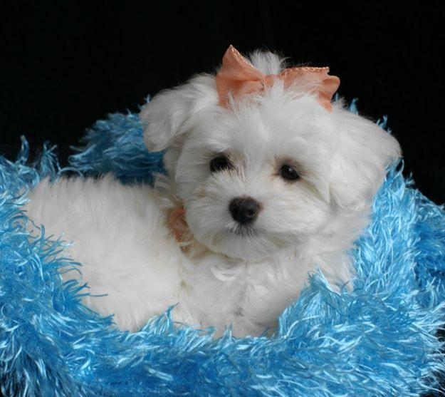 Bichon Maltese mini toy, albi fara pete foarte frumosi - Pret | Preturi Bichon Maltese mini toy, albi fara pete foarte frumosi
