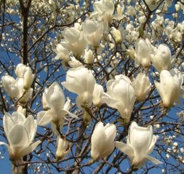 Vand magnolia - Pret | Preturi Vand magnolia