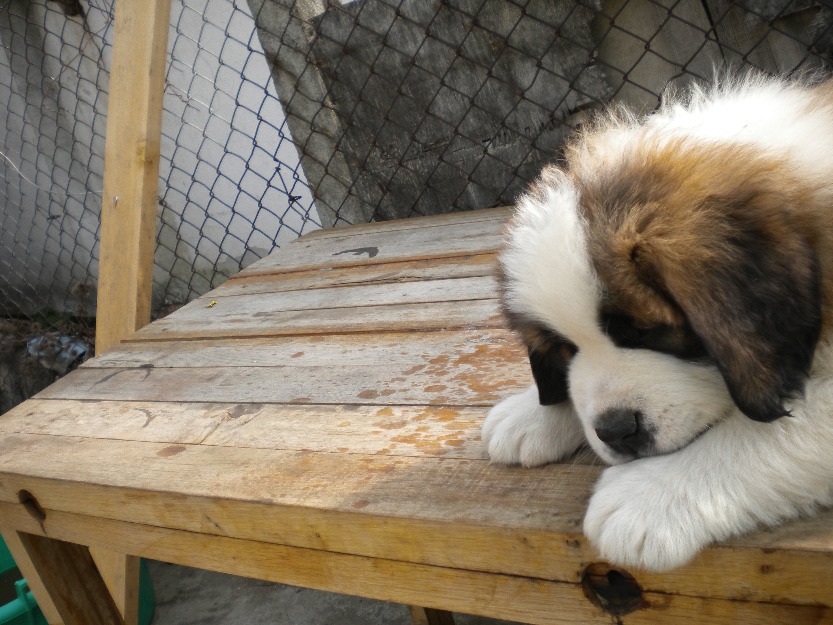 saint bernard - Pret | Preturi saint bernard