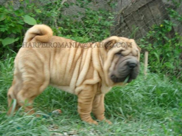 VAND PUI SHAR-PEI LINIE DE EXCEPTIE - Pret | Preturi VAND PUI SHAR-PEI LINIE DE EXCEPTIE