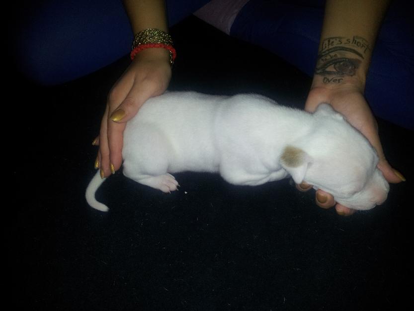 Vand catei Pitbull Albino Blue Nose - Pret | Preturi Vand catei Pitbull Albino Blue Nose