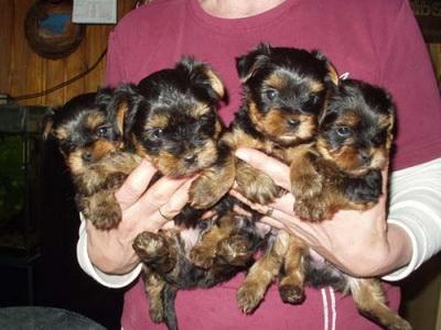 Vand pui Yorkshire Terrier (Yorki) urgent! - Pret | Preturi Vand pui Yorkshire Terrier (Yorki) urgent!