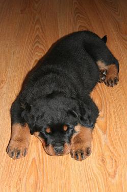 Rottweiler Calitate - Pret | Preturi Rottweiler Calitate