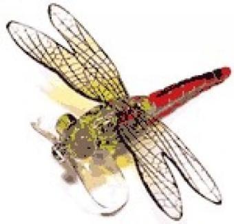 Vobler River2Sea Libelula Dragon Fly Poper DF05 - Transparent (6,0 gr., 7 cm) - Pret | Preturi Vobler River2Sea Libelula Dragon Fly Poper DF05 - Transparent (6,0 gr., 7 cm)