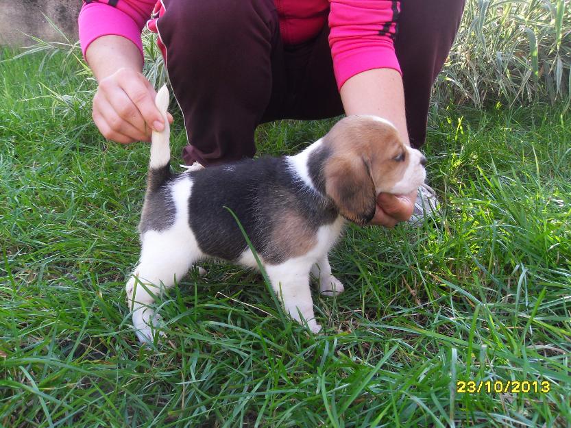 fetita beagle cu pedigree - Pret | Preturi fetita beagle cu pedigree