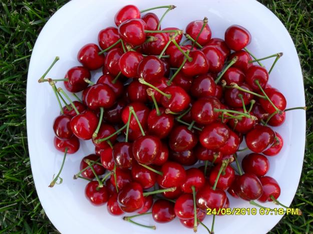 PEPINERA POMICOLA-VINDE POMI FRUCTIFERI ALTOITI CERTIFICATI AUTOHTONI ACLIMATIZATI PTR. CONDITIILE PEDOCLIMATICE DIN ROM - Pret | Preturi PEPINERA POMICOLA-VINDE POMI FRUCTIFERI ALTOITI CERTIFICATI AUTOHTONI ACLIMATIZATI PTR. CONDITIILE PEDOCLIMATICE DIN ROM