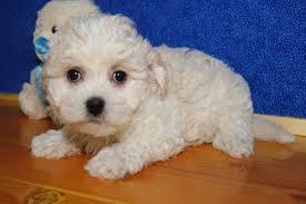 bichon maltez albi 600 ron - Pret | Preturi bichon maltez albi 600 ron