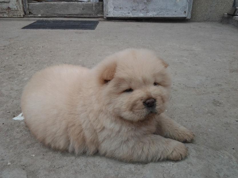 vand pui chow chow superb alb - Pret | Preturi vand pui chow chow superb alb