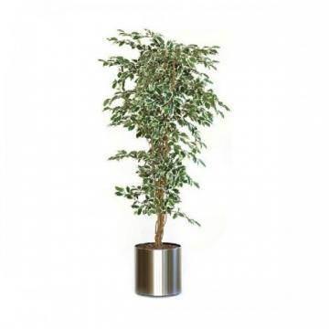 Ficus din plastic si matase, inaltime 150cm, ghiveci plastic, VEPA BINS Hawai - verde - Pret | Preturi Ficus din plastic si matase, inaltime 150cm, ghiveci plastic, VEPA BINS Hawai - verde