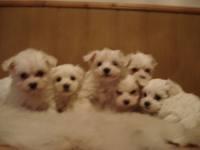 canis pitic si bichon si canis pitic - Pret | Preturi canis pitic si bichon si canis pitic
