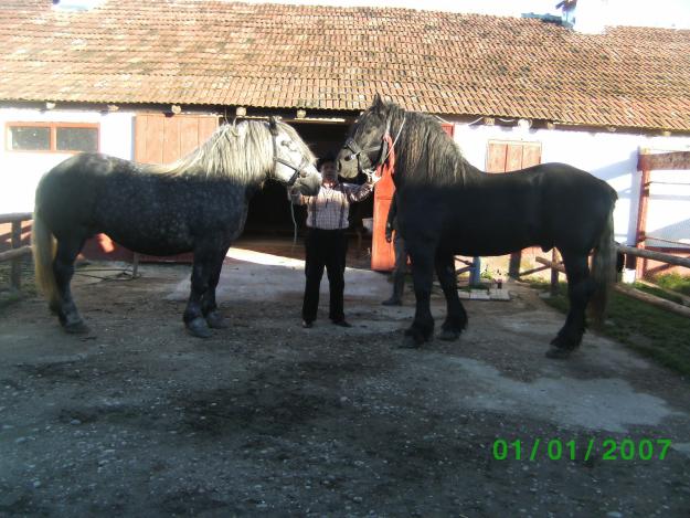 Vanzare Cai Arad rasa Percheron - Pret | Preturi Vanzare Cai Arad rasa Percheron