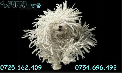 Frizerie canina cosmetica canina bucuresti sector 2 0725162409 - Pret | Preturi Frizerie canina cosmetica canina bucuresti sector 2 0725162409