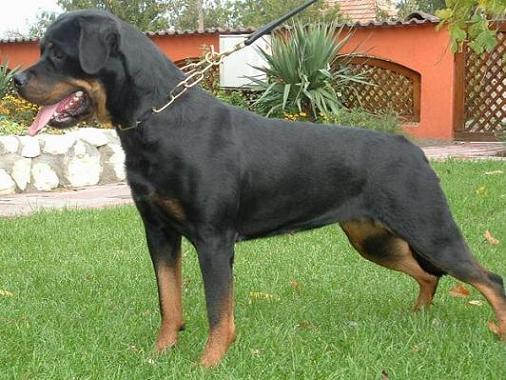 Femela Rottweiler cu Pedigree - Pret | Preturi Femela Rottweiler cu Pedigree