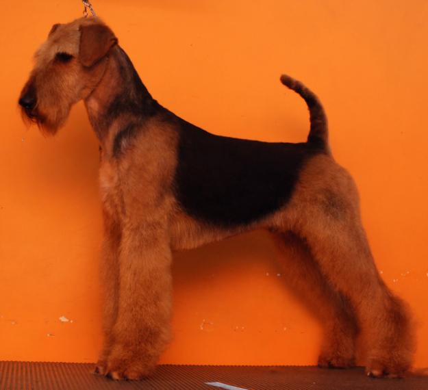 catei AIREDALE TERRIER - Pret | Preturi catei AIREDALE TERRIER