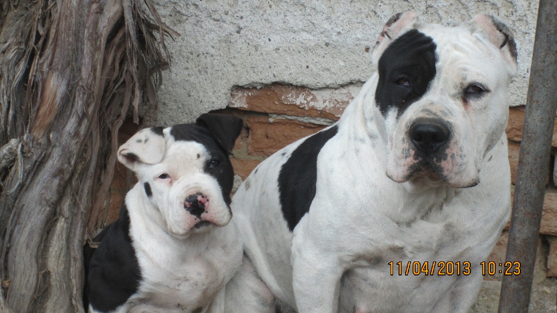 pit bull xxl (tip bully) - Pret | Preturi pit bull xxl (tip bully)