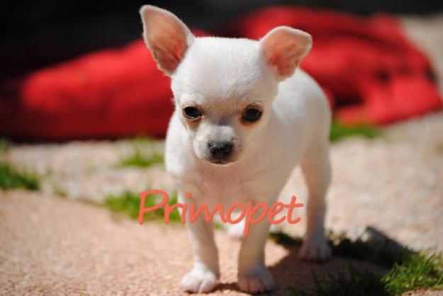 PrimoPet vinde pui  Chihuahua - Pret | Preturi PrimoPet vinde pui  Chihuahua