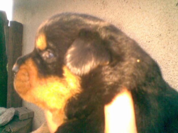 Vand catei Rottweiler - Pret | Preturi Vand catei Rottweiler