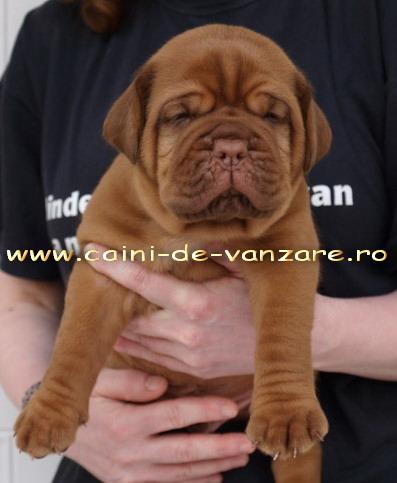Dog de Bordeaux de vanzare - Exemplare pentru Pretentiosi - Pret | Preturi Dog de Bordeaux de vanzare - Exemplare pentru Pretentiosi