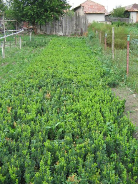 vand buxus - Pret | Preturi vand buxus