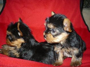 Yorkshire terrier - Pret | Preturi Yorkshire terrier