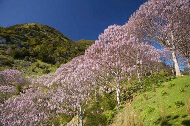 seminte paulownia hibride si aclimatizate - Pret | Preturi seminte paulownia hibride si aclimatizate