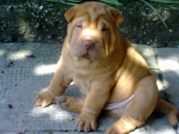 Shar-Pei - puiuti - Pret | Preturi Shar-Pei - puiuti