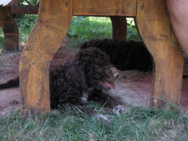 Vand catel Lagotto Romagnolo - Pret | Preturi Vand catel Lagotto Romagnolo